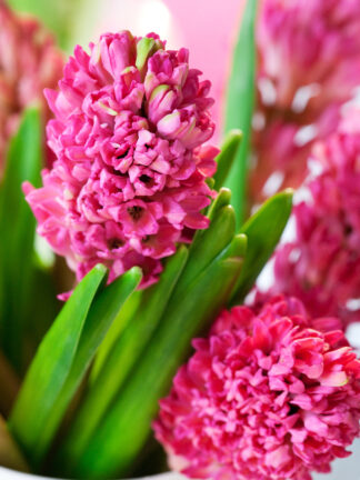 Hyacinthus Jan Bos - bag