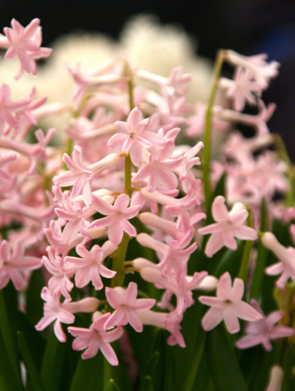 Hyacinthus Pink Surprise