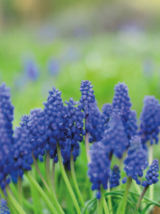 Muscari Blue Magic - bag