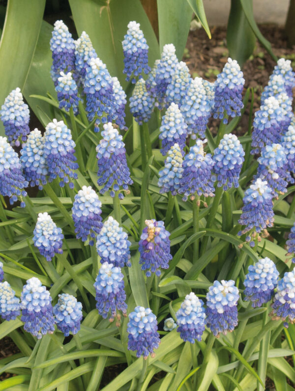 Muscari Ocean Magic