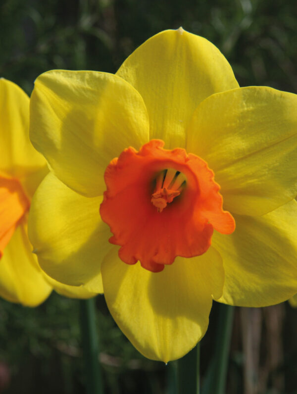 Narcissus Jetfire - case