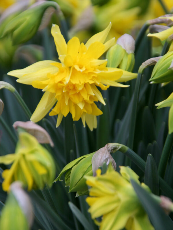 Narcissus Tete Boucle
