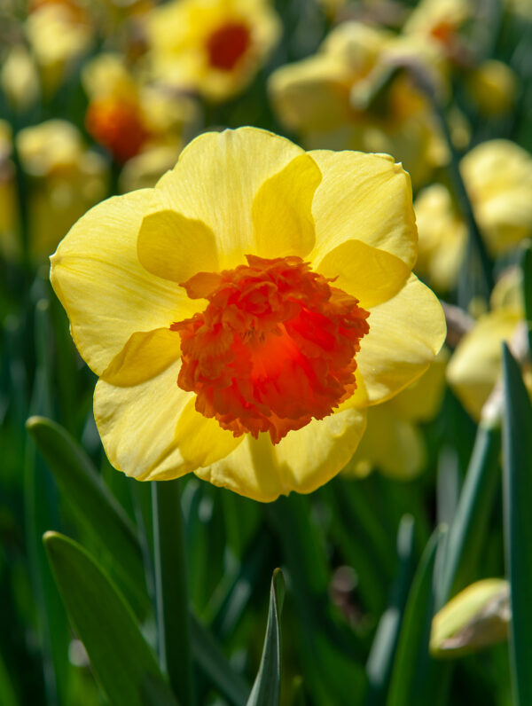 Narcissus Loveday - bag