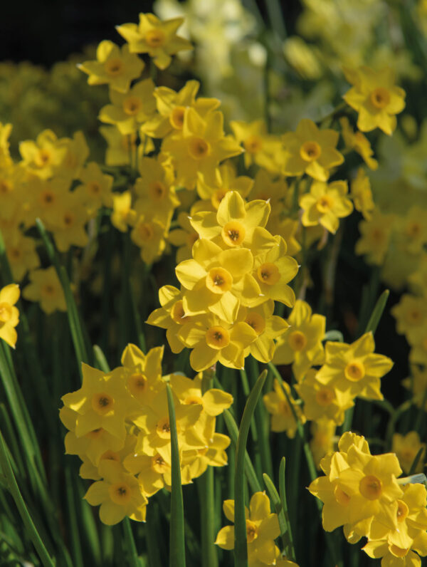 Narcissus Baby Boomer