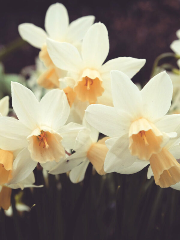 Narcissus Sailboat
