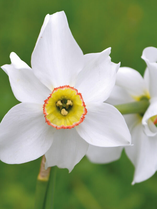 Narcissus Recurvus