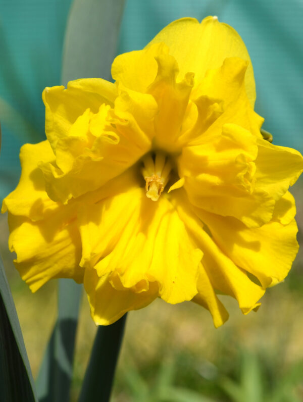 Narcissus Gold Disc