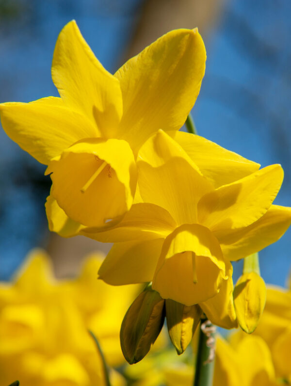 Narcissus Yellow Ocean