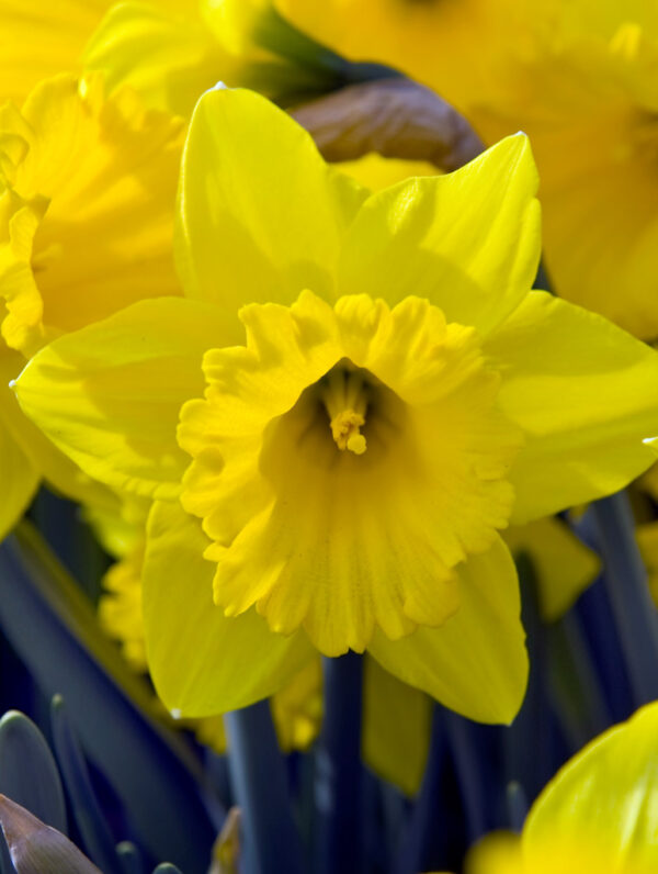 Narcissus Standard Value