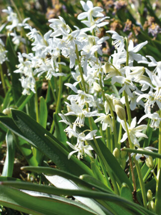 Scilla Siberica Alba - bag