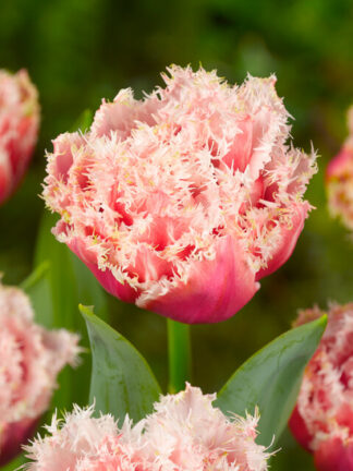 Tulipa Queensland - bag