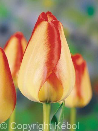 Tulipa American Dream