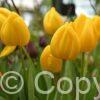 Tulipa Novi Sun