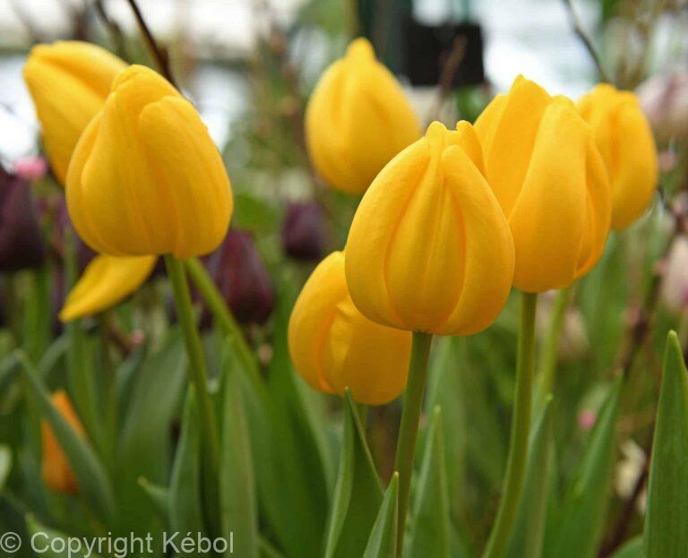 Tulipa Novi Sun