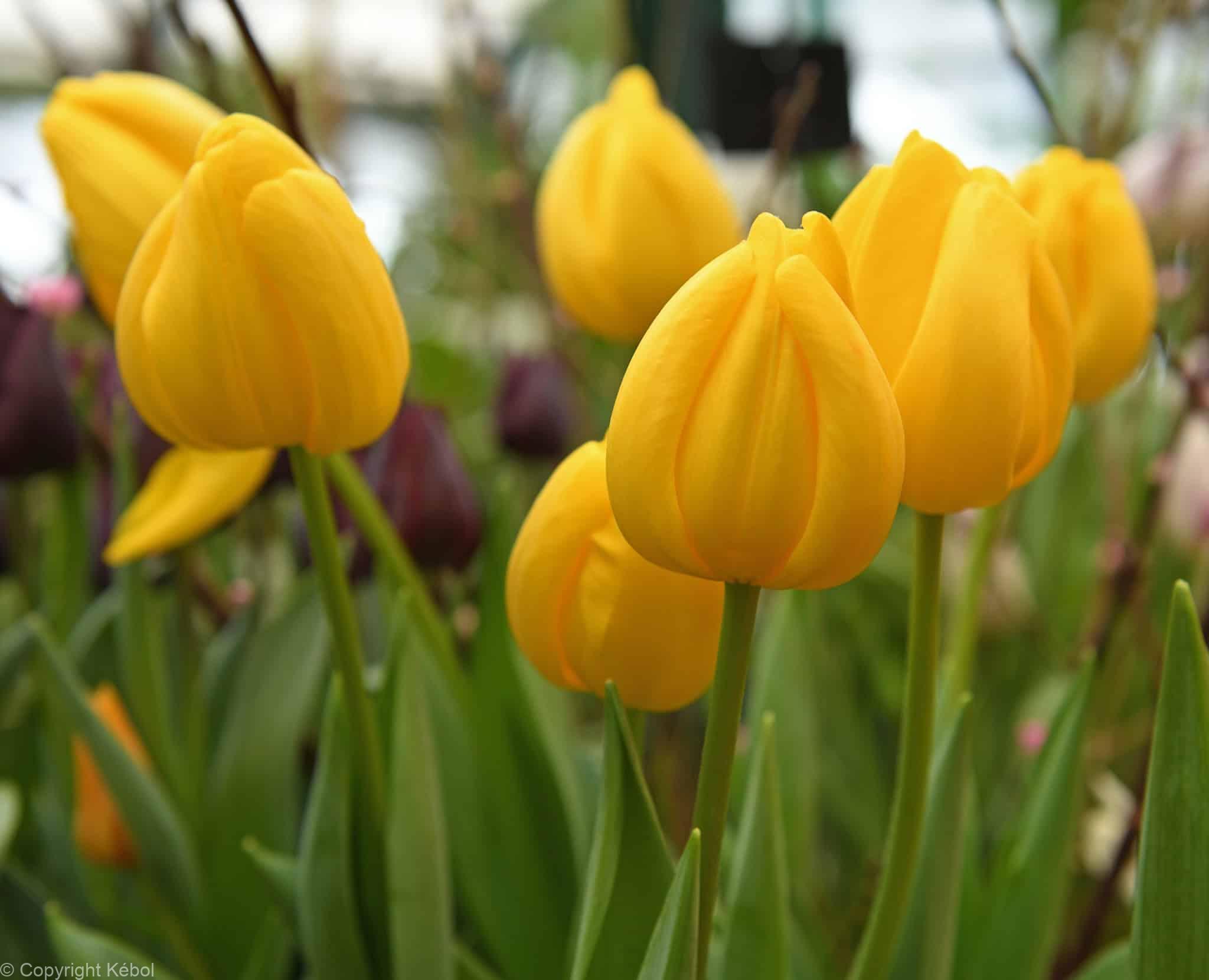 Tulipa Novi Sun