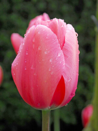 Tulipa Pink Pride - bag