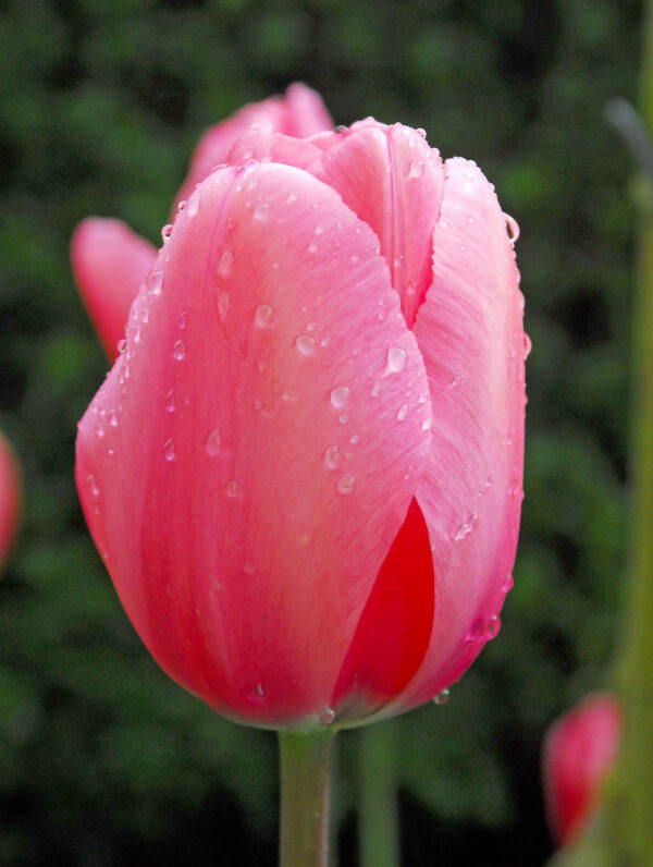 Tulipa Pink Pride - case
