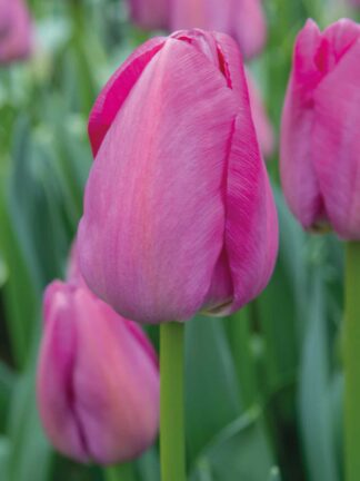 Tulipa Purple Pride - bag