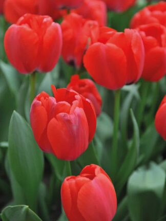 Tulipa Red Pride - bag