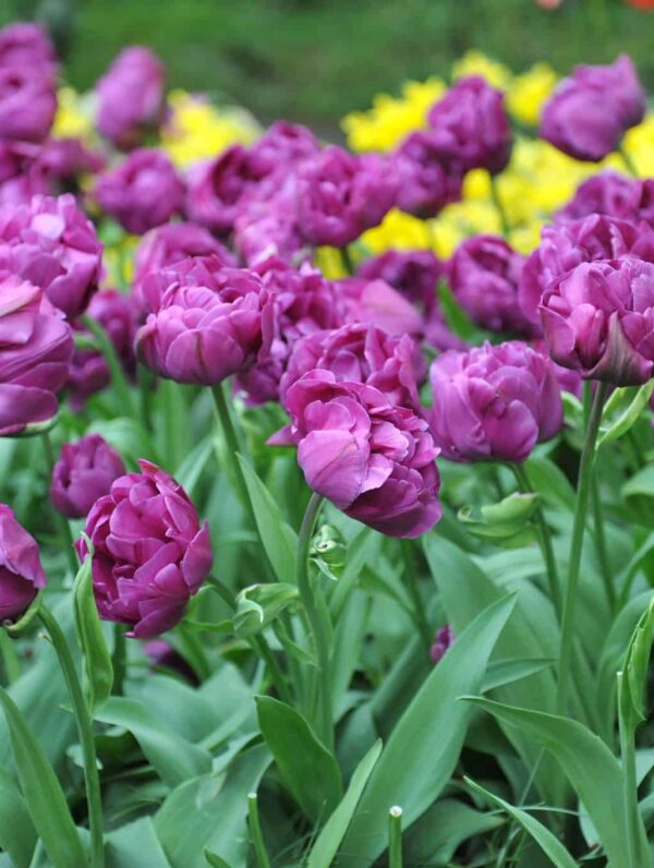 Tulipa Negrita Double - case