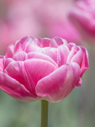 Tulipa Voque - bag