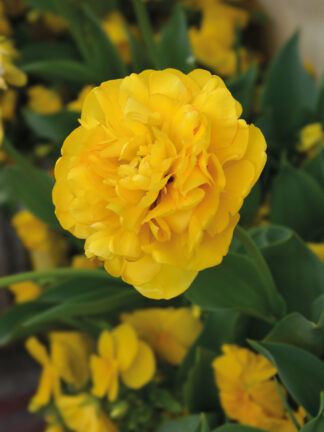 Tulipa Yellow Pomponette - bag