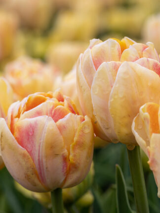 Tulipa Foxy Foxtrot - bag