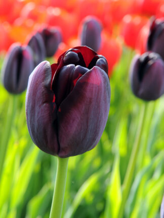 Tulipa Queen Of Night - bag