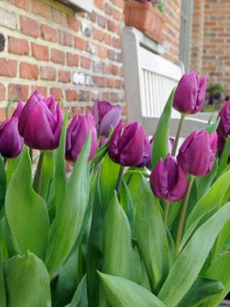Tulipa Purple Prince - bag