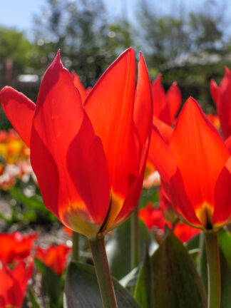 Tulipa Park Dreamway - bag
