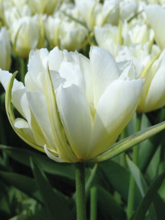 Tulipa White Valley - bag
