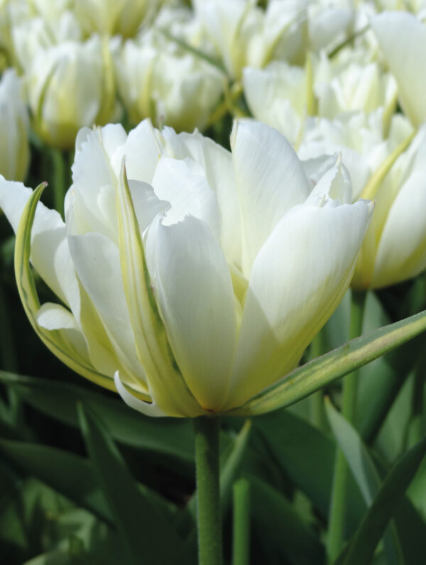 Tulipa White Valley - case