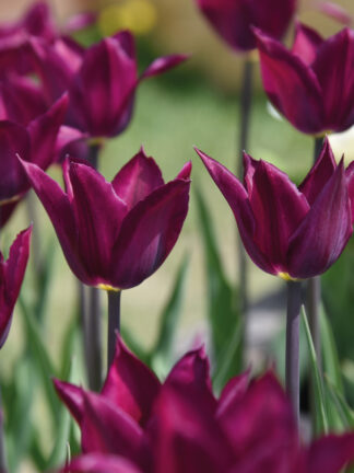 Tulipa Purple Heart - bag