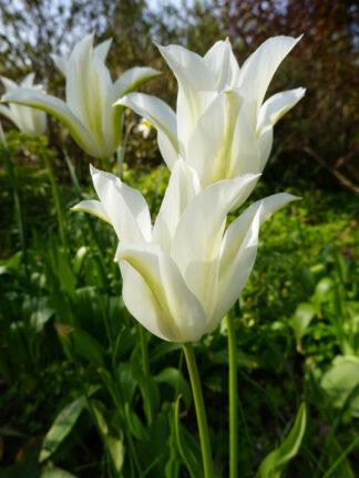 Tulipa White Triumphator - bag