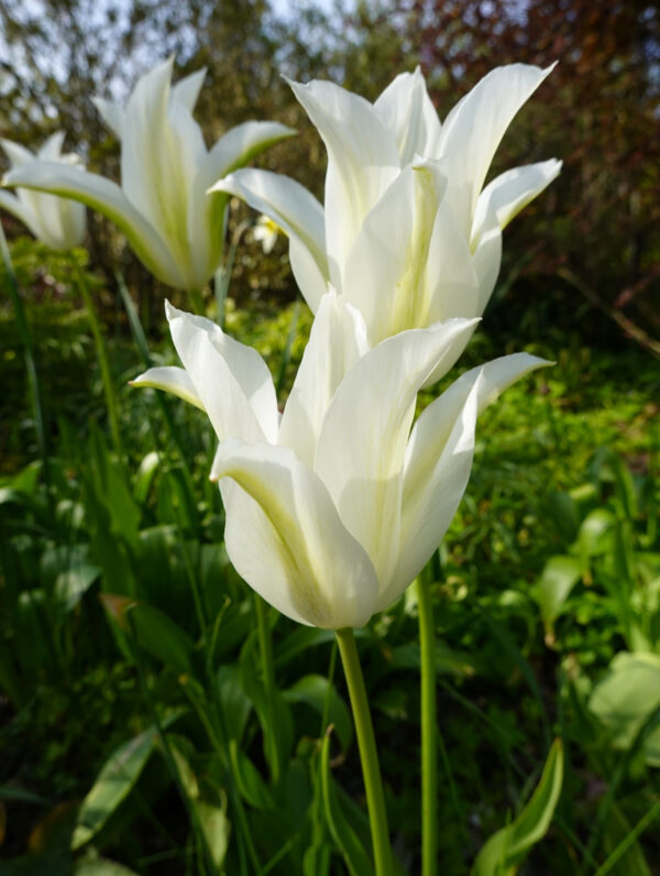 Tulipa White Triumphator - case