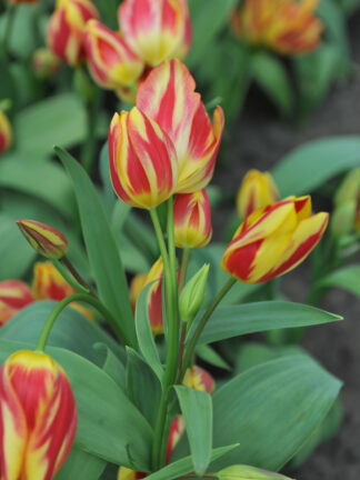 Tulipa Antoinette - bag