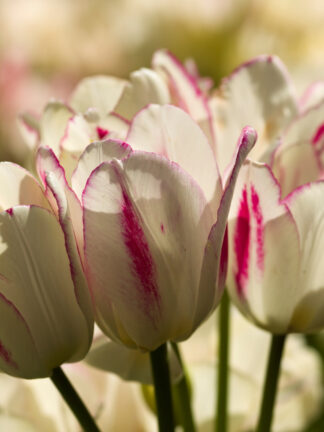 Tulipa Candy Club - bag
