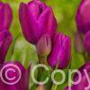 Tulipa Night Club