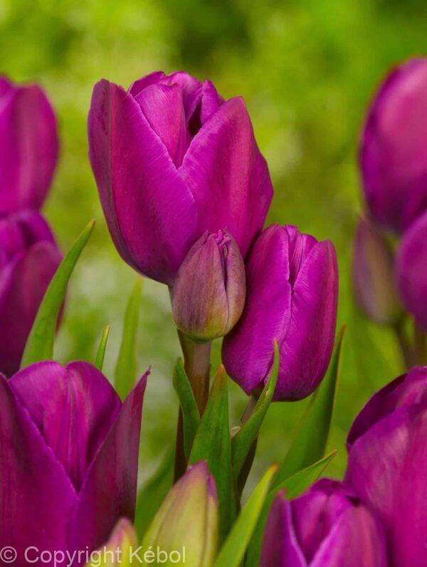 Tulipa Night Club