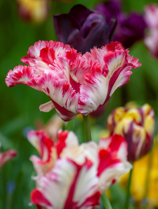Tulipa Estella Rijnveld - bag
