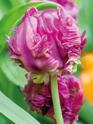 Tulipa Parrot Prince - bag