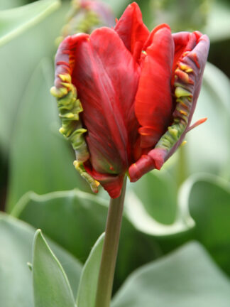 Tulipa Rococo - bag
