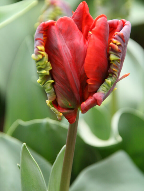 Tulipa Rococo - bag