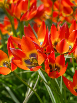 Tulipa Little Princess - bag