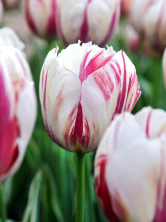 Tulipa Happy Generation - bag