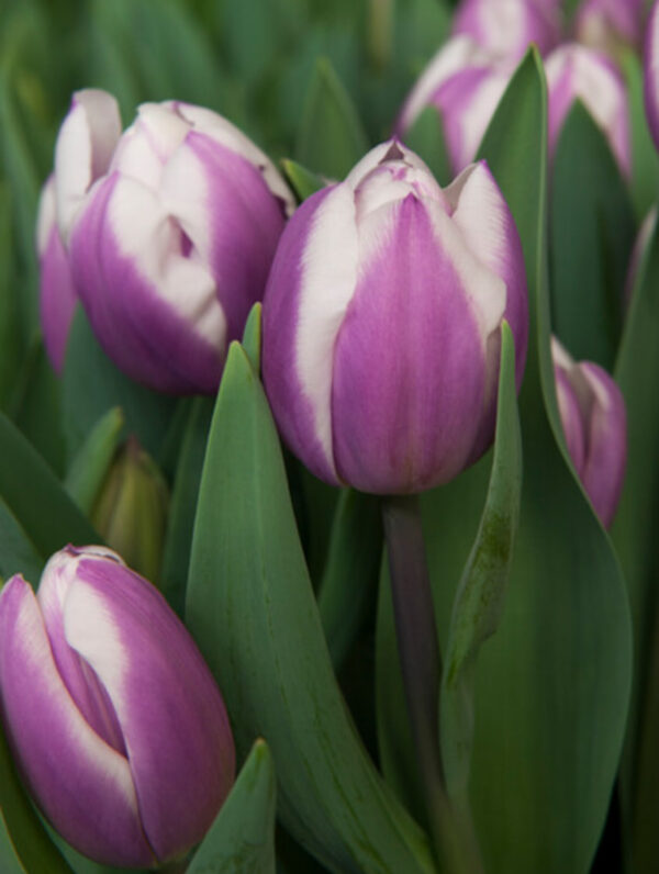 Tulipa Librije - bag