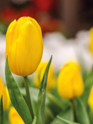 Tulipa Strong Gold - bag
