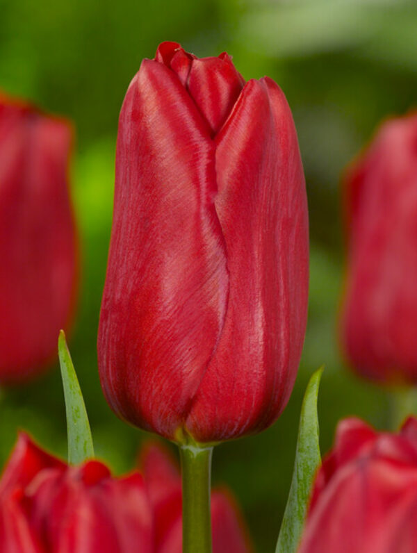 Tulipa Strong Love - case