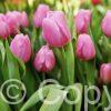Tulipa Synaeda Amor