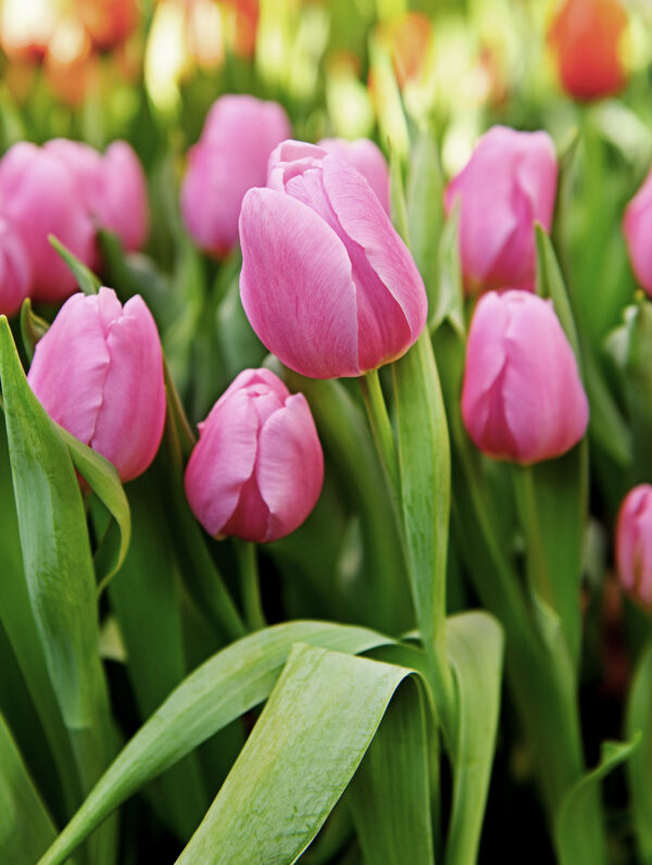 Tulipa Synaeda Amor